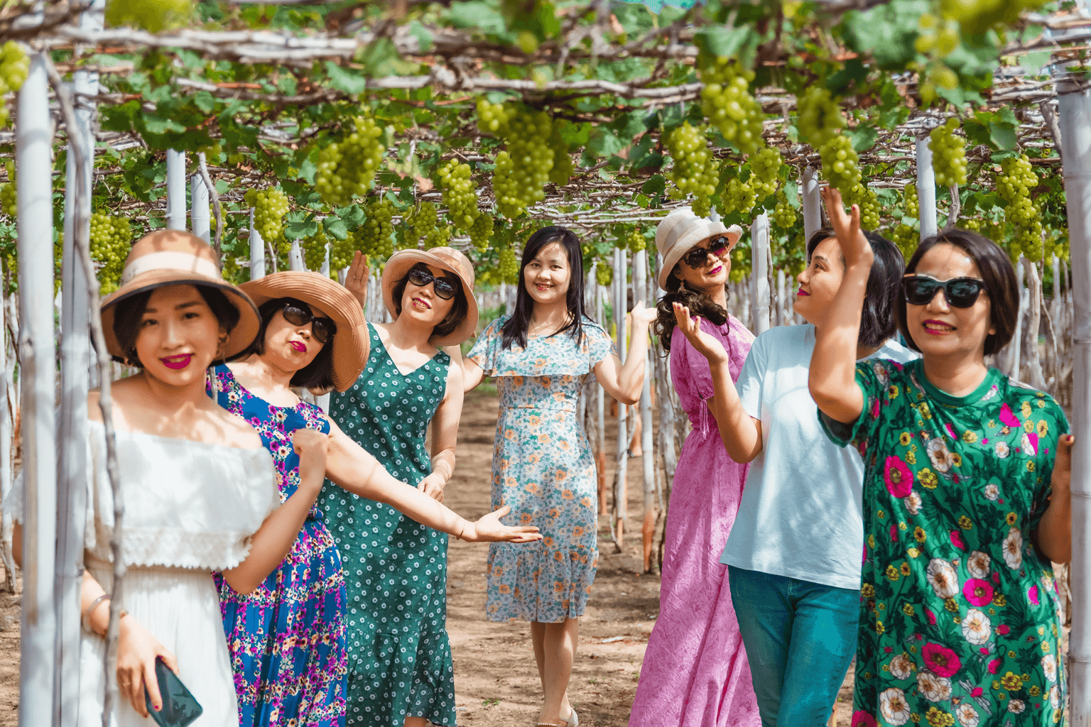 Đôi nét về vườn nho Ninh Thuận
